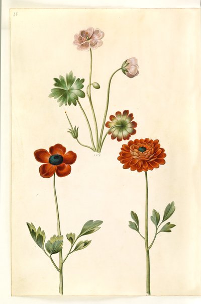 Geranium sanguineum striatum (stribet storkenæb); Ranunculus asiatica (har-ranunkel) av Hans Simon Holtzbecker