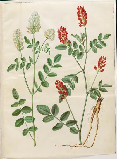 Hedysarum coronarium (rødkløver) av Hans Simon Holtzbecker
