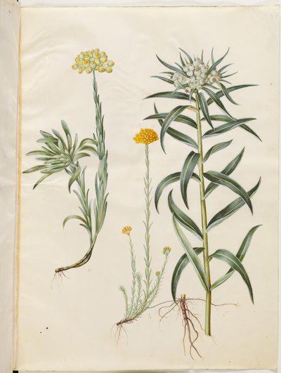 Helichrysum orientale (busk evigvarende); Helichrysum Stoechas (stinkende evigvarende blomst); Anaphalis margaritacea (vanlig perlekurv) av Hans Simon Holtzbecker