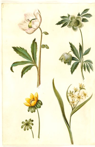 Helleborus niger (vanlig julerose); Eranthis hyemalis (hage-erantis); Gagea lutea (vanlig gylden stjerne) av Hans Simon Holtzbecker