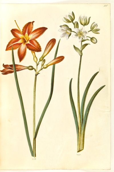 Hemerocallis fulva (brun daglije); Ornithogalum arabicum (mælkestjerne) av Hans Simon Holtzbecker