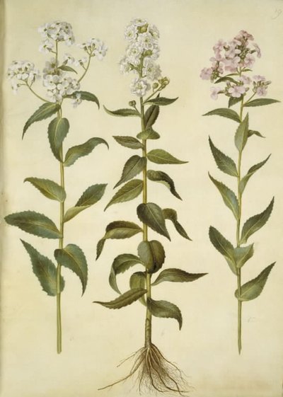 Hesperis matronalis (vanlig kveldsstjerne) av Hans Simon Holtzbecker