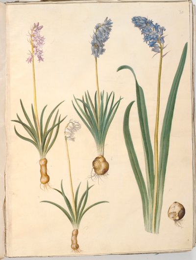 Hyacinthoides non-scripta (vanlig klokkeblomst); Hyacinthoides hispanica (spansk klokkeblomst) av Hans Simon Holtzbecker