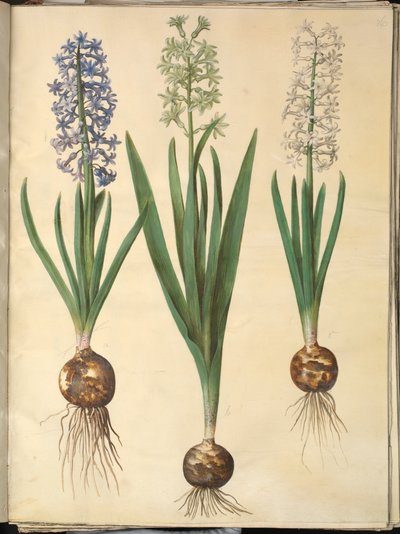 Orientalsk hyacinth (Almindelig hyacinth) av Hans Simon Holtzbecker
