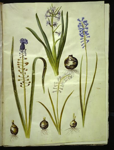 Orientalsk hyasint (almindelig hyacint); Muscari comosum (duskhyacint); Brimeura amethystina (pyreneisk blå) av Hans Simon Holtzbecker