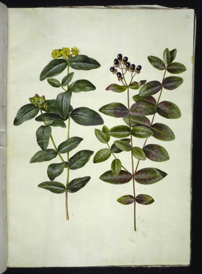 Hypericum androsaemum (Johannesurt av bær) av Hans Simon Holtzbecker