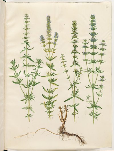 Hyssopus officinalis (ekte isop) av Hans Simon Holtzbecker
