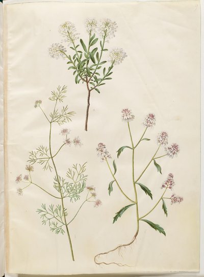 Iberis sempervirens (snøpute); Coriandrum sativum (vanlig koriander); Iberis amara (bitter bueblomst) av Hans Simon Holtzbecker