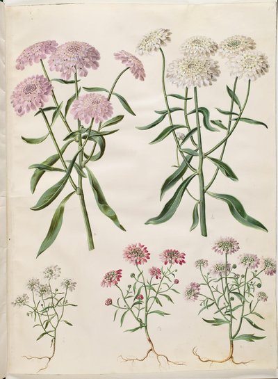 Iberis umbellata (skjermbueblomst); Iberis amara (bitter bueblomst) av Hans Simon Holtzbecker