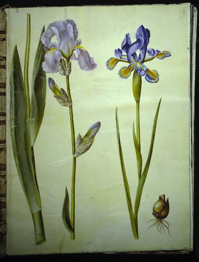 Iris ×germanica (har iris); Regnbue (spansk iris) av Hans Simon Holtzbecker