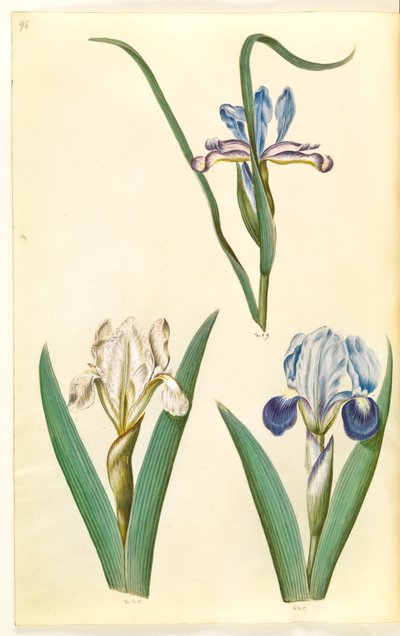 Iris graminea (gressbladiris); Iris lutescens eller Iris pumila (?) (dverg iris eller lav iris) av Hans Simon Holtzbecker