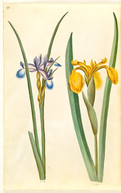 Irisgress (græsbladet iris); Iris pseudacorus av Hans Simon Holtzbecker
