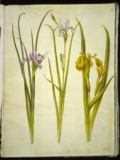 Irisgress (græsbladet iris); Sibirisk iris (sibirisk iris); Iris pseudacorus (gul iris) av Hans Simon Holtzbecker