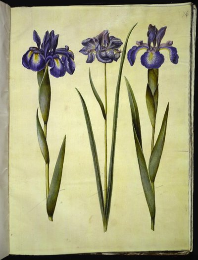 Iris latifolia (engelsk iris); Iris sibirica (sibirsk iris) av Hans Simon Holtzbecker