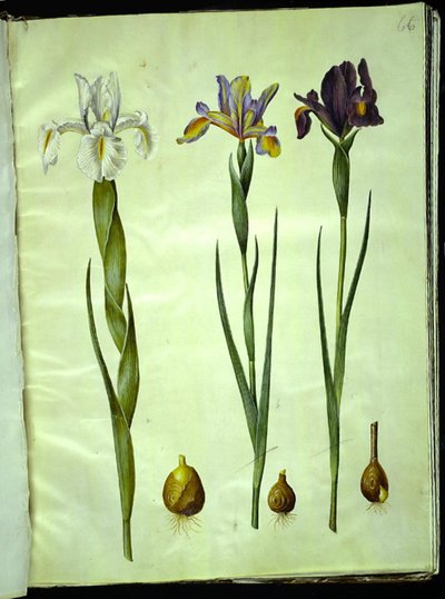 Iris latifolia (engelsk iris); Iris xiphium (spansk iris) av Hans Simon Holtzbecker
