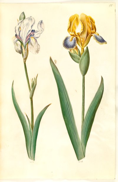 Iris pallida (blek iris); Iris variegata (broket iris) av Hans Simon Holtzbecker