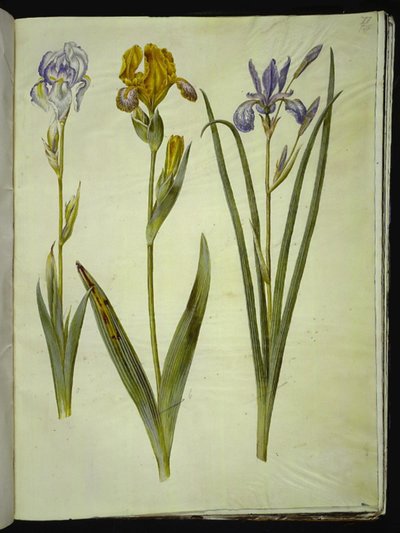 Blek iris (bleg iris); Spraglete iris (broget iris); Sibirsk iris av Hans Simon Holtzbecker