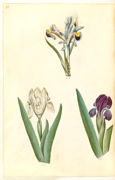 Iris persica (persisk iris); Iris lutescens eller Iris pumila (?) (dverg iris eller lav iris) av Hans Simon Holtzbecker