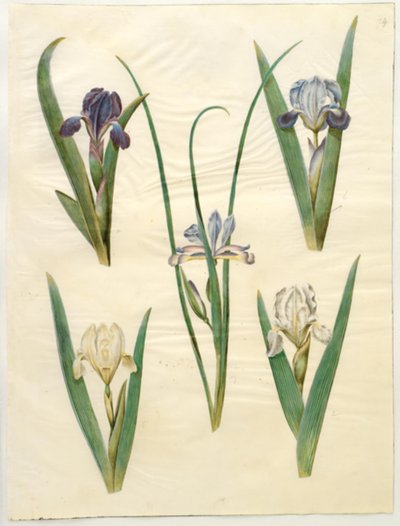 Iris pumila (lav iris) eller Iris lutescens (dverg iris); Iris graminea (gressbladiris) av Hans Simon Holtzbecker