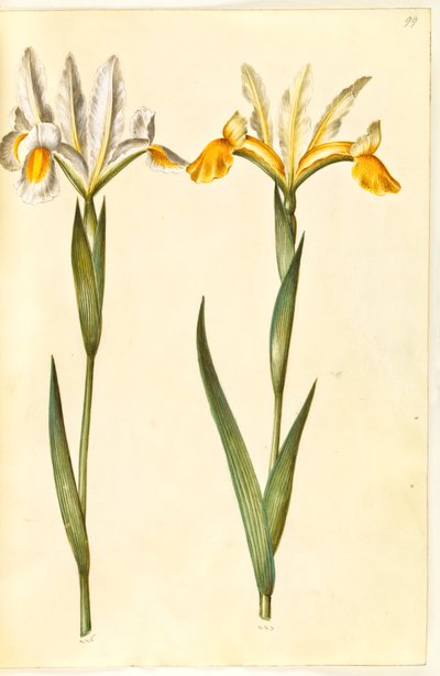 Iris xiphium, evt Iris latifolia (?) (spansk iris eller engelsk iris) av Hans Simon Holtzbecker