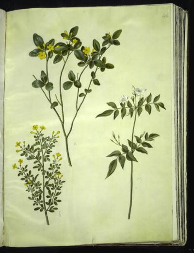 Jasminum odoratissimus (stue-jasmin); Jasminbusk (busk-jasmin); Jasminum grandiflorum (duft-jasmin) av Hans Simon Holtzbecker