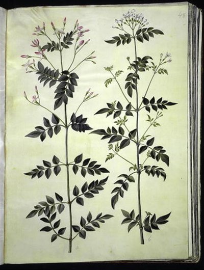 Jasminum officinale (Jasmine) av Hans Simon Holtzbecker