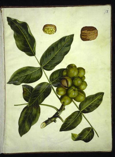 Juglans regia (vanlig valnøtt) av Hans Simon Holtzbecker