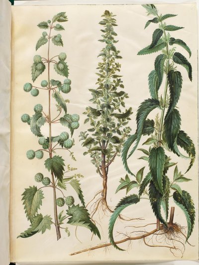 Kksgb2950/65 Brennesle (Romersk neelde); Brennesle (liden nelde); Brennesle (stor nelde) av Hans Simon Holtzbecker