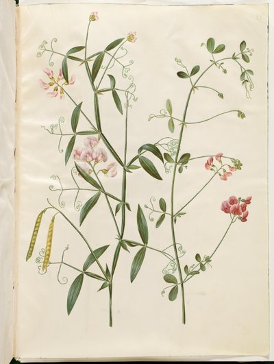 Lathyrus sylvestris (skogflatbelg); Lathyrus tuberosus (flat knolbelg) av Hans Simon Holtzbecker