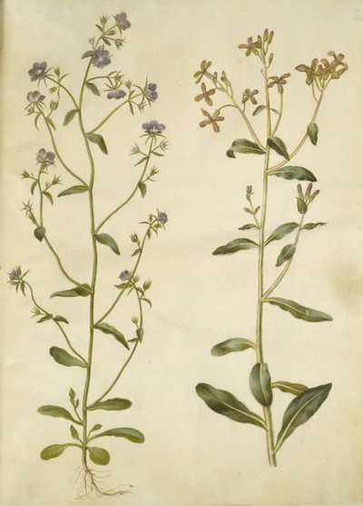 Legousia Venus-speil (ægte venuspejl); trist hesperis (natviol) av Hans Simon Holtzbecker