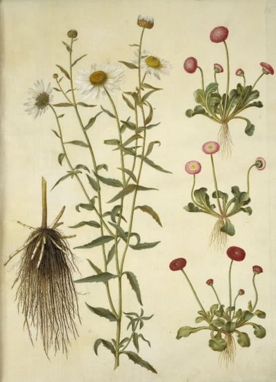 Leucanthemum vulgare (hvit okseøye); Bellis perennis (vanlig tusenfryd) av Hans Simon Holtzbecker