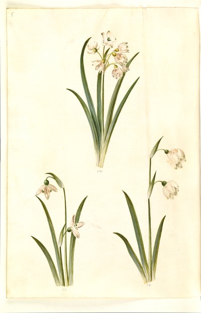 Leucojum aestivum (sommerplomme); Galanthus nivalis (vanlig snøklokke); Leucojum vernum (Dorotea lilje) av Hans Simon Holtzbecker