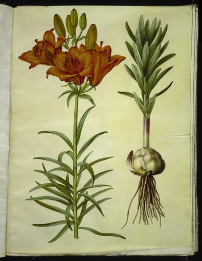Lilium bulbiferum (ildlilje) av Hans Simon Holtzbecker
