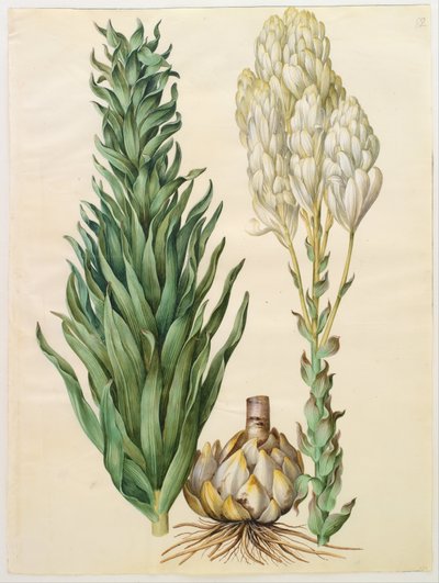  av Hans Simon Holtzbecker