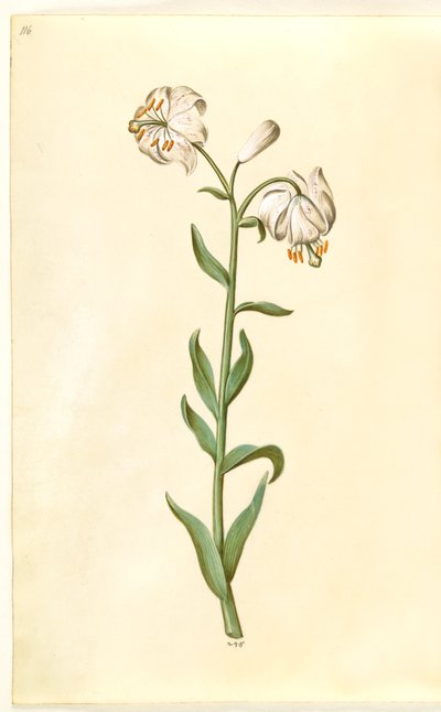 Lilium martagon (kranslilje) av Hans Simon Holtzbecker