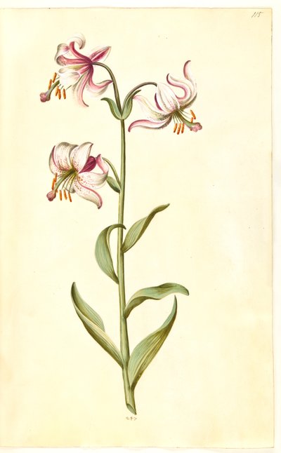Lilium martagon (kranslilje) av Hans Simon Holtzbecker