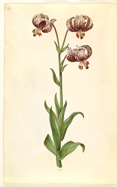 Lilium martagon (kranslilje) av Hans Simon Holtzbecker