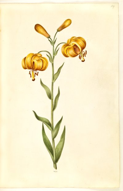 Lilium pyrenaicum (pyreneisk lilje) av Hans Simon Holtzbecker