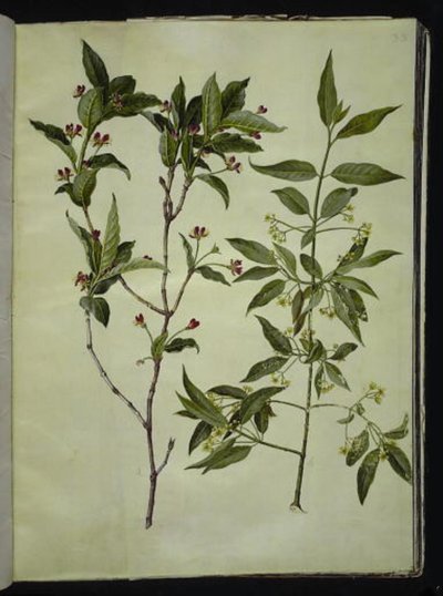 Lonicera alpigena (alpine geitblad); Euonymus europaeus (vanlig benved) av Hans Simon Holtzbecker