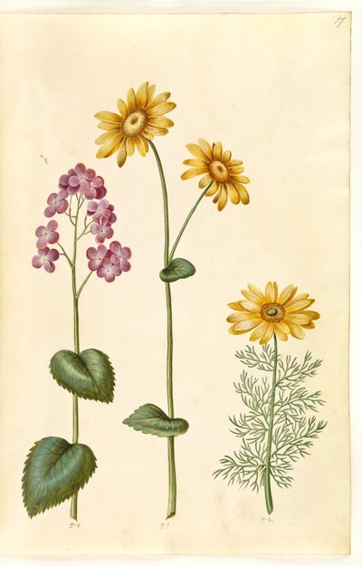 Måneårlig (judaspenge); Doronicum pardalianches (hjertebladet gemserod); Vernal Adonis (vår-adonis) av Hans Simon Holtzbecker