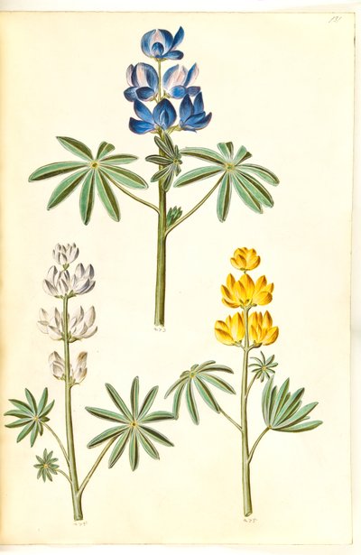 Håret ulv (blå lupin); Hvit lupin (hvid lupin); Gul lupin (gul lupin) av Hans Simon Holtzbecker