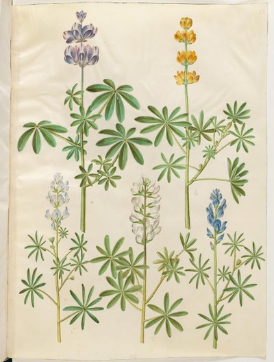 Håret ulv (blå lupin); Gul lupin (gul lupin); Lupinus narrowfolius (småbladet lupin); Hvit lupin (hvid lupin) av Hans Simon Holtzbecker
