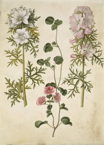 Malva moschata (moskus baldakin); Malva eller Malope (art af katost eller malope) av Hans Simon Holtzbecker