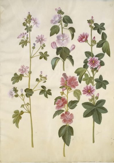 Malva sylvestris (vanlig katteost); Lavatera thuringiaca (tysk poppelrose) av Hans Simon Holtzbecker