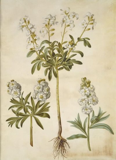 Matthiola incana (vinter-levkøy) av Hans Simon Holtzbecker
