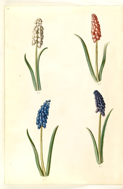 Muscari botryoides (vanlig perlehyasint) av Hans Simon Holtzbecker