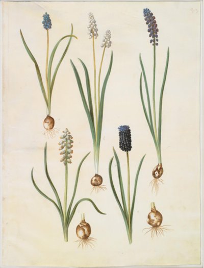 Muscari botryoides (almindelig perlehyacint); Muscari racemosum (muskat-perlehyacint); Muscari neglisjert av Hans Simon Holtzbecker
