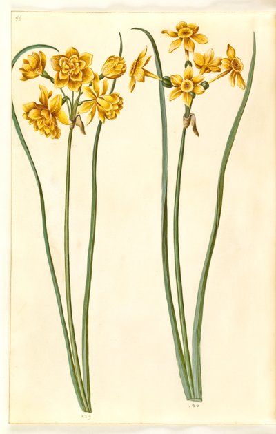 Narcissus jonquilla (siv-narcissus) av Hans Simon Holtzbecker