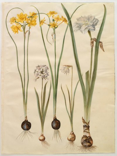 Narcissus jonquilla (siv-narcis); Narcissus tazetta (tazet); Narcissus pseudonarcissus moschatus (musk-narcissus); poetisk narcissus (pinselilje) av Hans Simon Holtzbecker