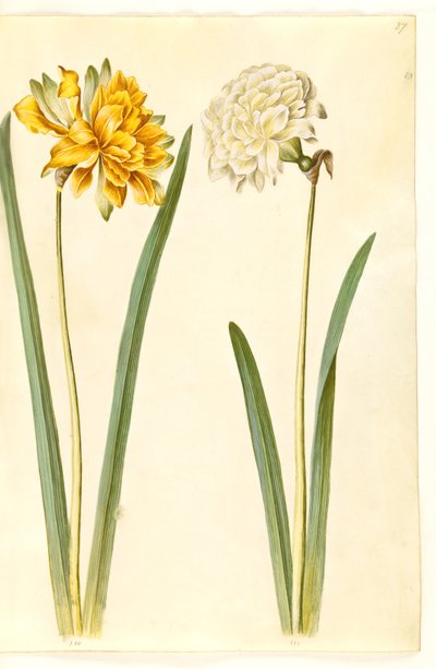 Narcissus pseudonarcissus (påskelilje) av Hans Simon Holtzbecker